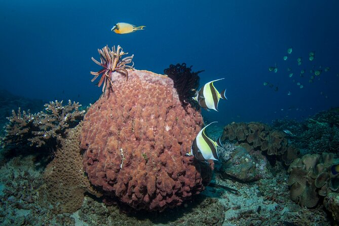 Full-Day Discover Scuba Diving Tour for Beginners in Tulamben - Practical Booking Advice for a Smooth Day