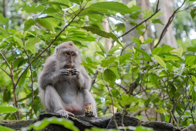 Full-Day Highlights and Best of Ubud Village - Lunch breaks up a packed morning