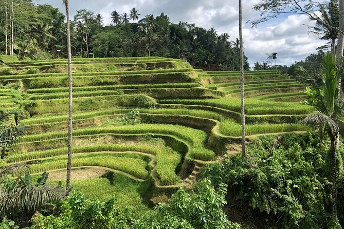 Full-Day Highlights and Best of Ubud Village - Tirta Empul offers a closer look at Balinese worship