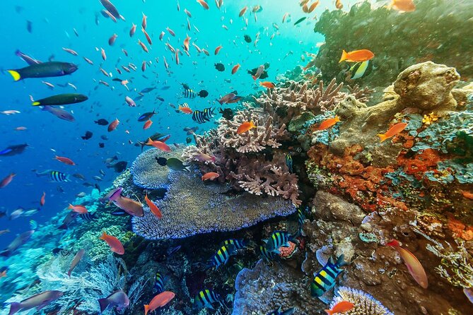 Full-Day Nusa Penida Snorkeling Adventure from Bali - Kelingking Beach and the famous cliff view