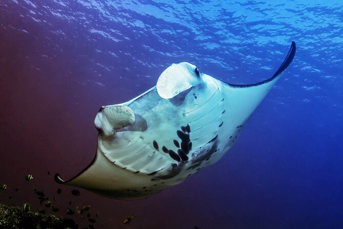 Full-Day Nusa Penida Snorkeling Adventure from Bali - Broken Beach and Angel’s Billabong