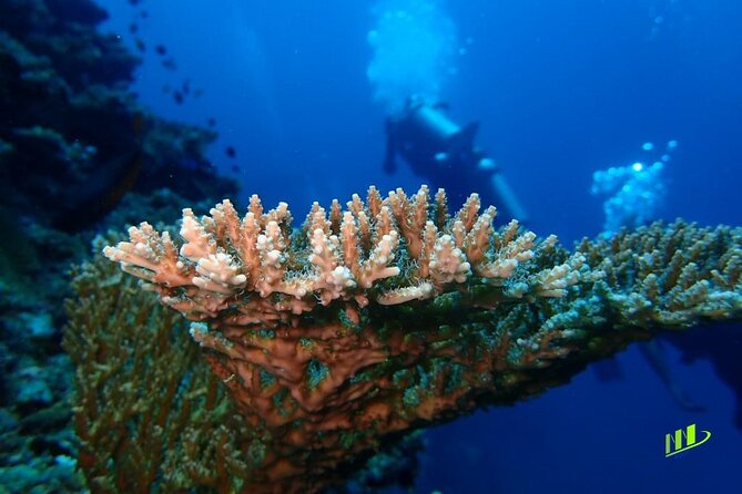 Full-Day Scuba Diving Experience of USAT Liberty in Tulamben - Lunch Around Noon and a Useful Break