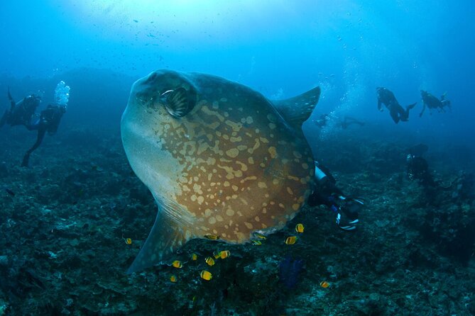 Fun Dive Nusa Penida Bali - For Certified Divers - Manta Point, where conditions decide the plan
