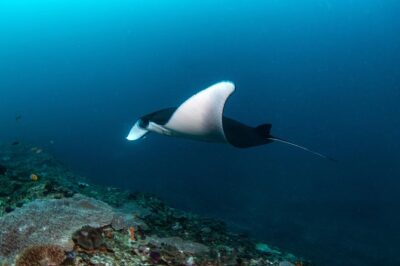 Fun Dive Nusa Penida Bali – For Certified Divers
