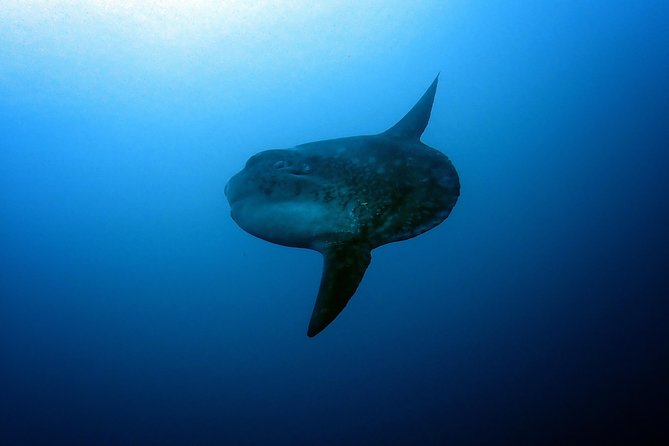 Fun Dive Nusa Penida Bali - For Certified Divers - Crystal Bay and the chance of Mola Mola