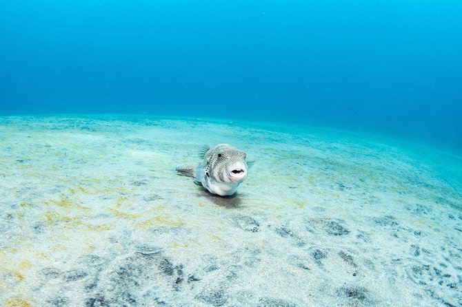 Fun Dive Nusa Penida Bali - For Certified Divers - SD offers a moving view of the northern reef
