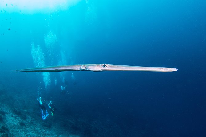 Fun Dive Nusa Penida Bali - For Certified Divers - Safety rules are part of the value