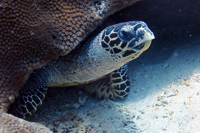Fun Dive Nusa Penida Bali - For Certified Divers - Who should pay $278.28 for this day