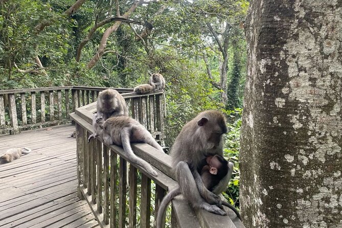 Half Day Private Tour in Ubud - Transport, pickup range, and the real timing