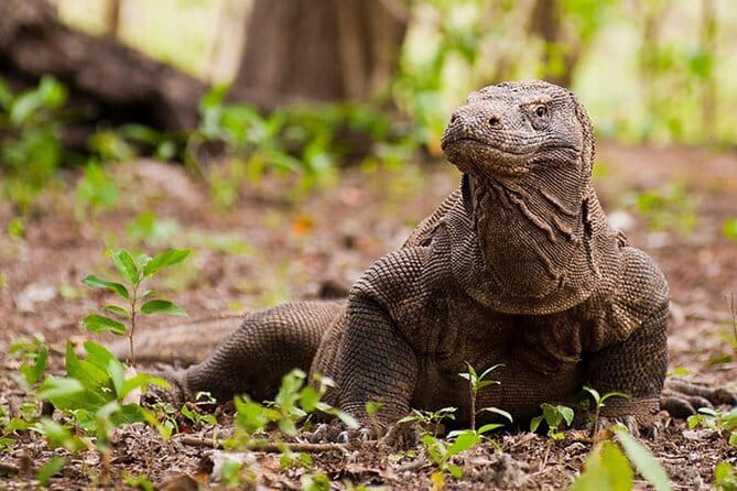Komodo Island Adventure from Bali (Day Trip) - The long route from Bali to Komodo