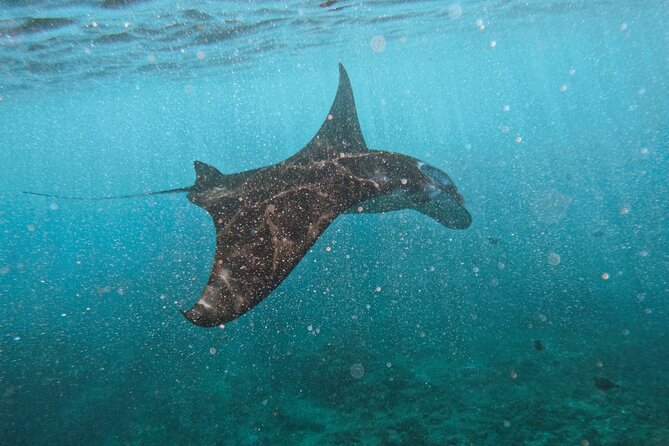 Nusa Penida day trip: boat, 4 snorkeling, Manta rays & Land tour - The day in brief