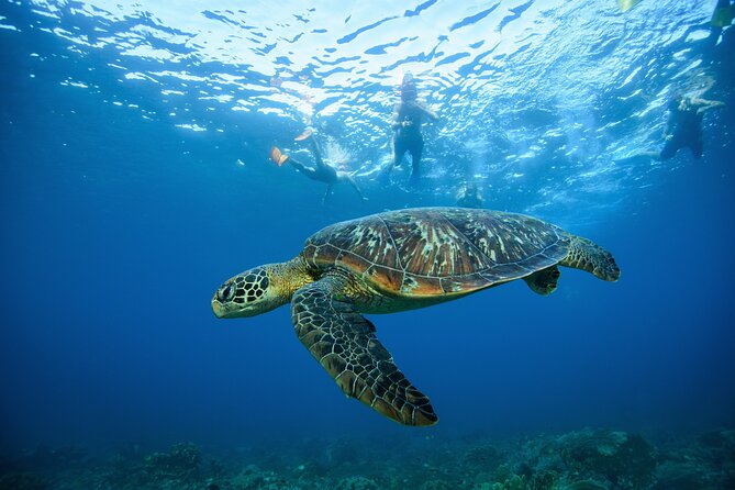 Nusa Penida day trip: boat, 4 snorkeling, Manta rays & Land tour - SD Point and the reef life near Nusa Penida