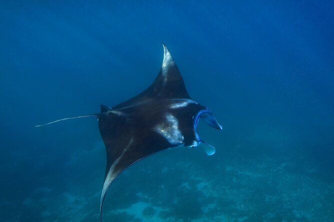 Nusa Penida day trip: boat, 4 snorkeling, Manta rays & Land tour - Kelingking Beach and the short land tour