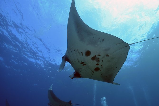 Nusa Penida Day Trip for 3 dives - Why Nusa Penida makes this a serious day out
