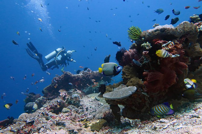 Nusa Penida Day Trip for 3 dives - Manta rays, mola-mola, and smaller reef life