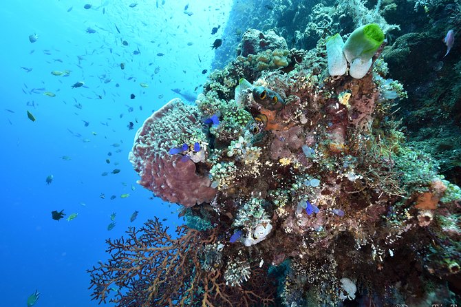 Nusa Penida Day Trip for 3 dives - Current, temperature, and experience requirements