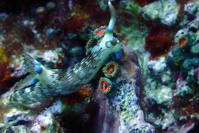 Nusa Penida Day Trip for 3 dives - Why the small guide ratio matters