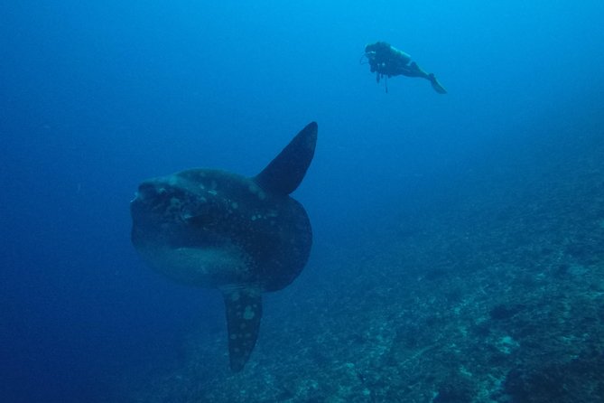 Nusa Penida Day Trip for 3 dives - A well-run operation with practical touches