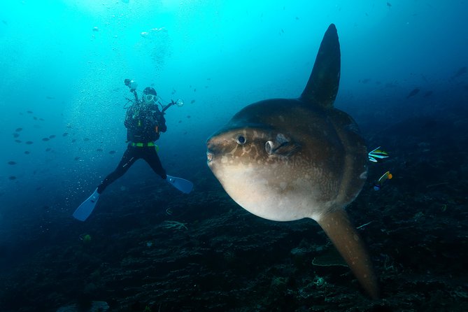 Nusa Penida Day Trip for 3 dives - A 7 a.m. start from South Bali