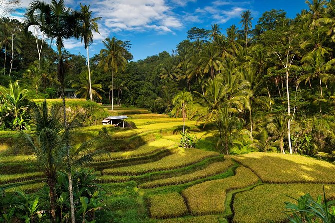 Private 4-Day Tours - Best Bali Tours Package - Best of Bali Highlights - Day two: cool uplands, Banyumala waterfall, and Jatiluwih