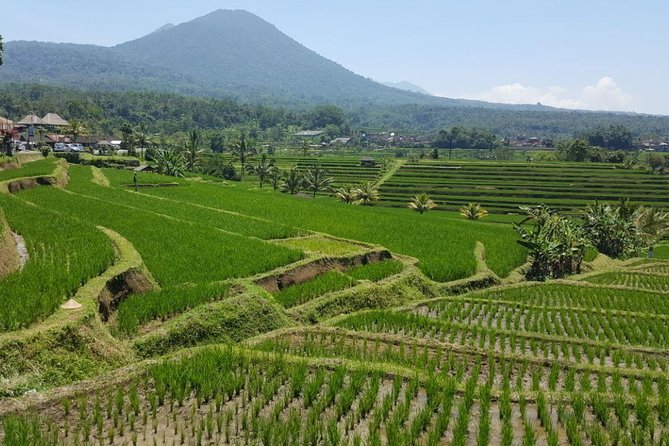 Private 4-Day Tours - Best Bali Tours Package - Best of Bali Highlights - Final verdict: a strong first Bali overview