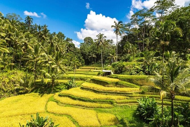 Private Bali Tour - All Inclusive - Tirta Empul Temple: a sacred spring with real meaning