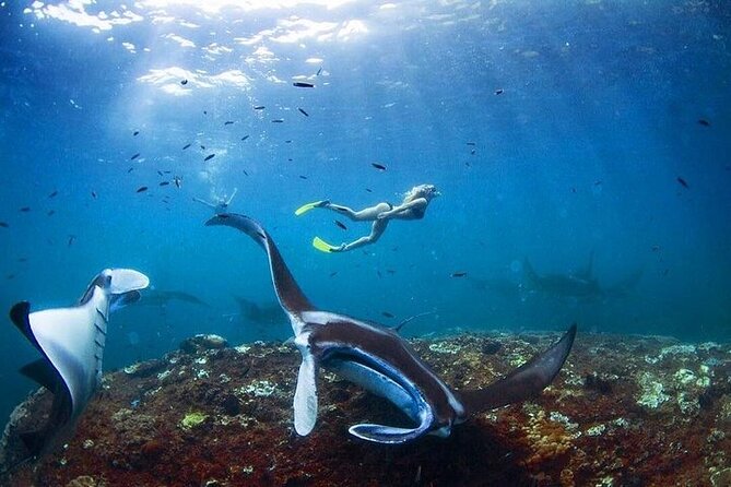 PRIVATE Nusa Penida on Boat Snorkeling & Island Tour (INCLUSIVE) - Snorkeling at Manta Bay, Wall Point, Gamat Bay, and Crystal Bay