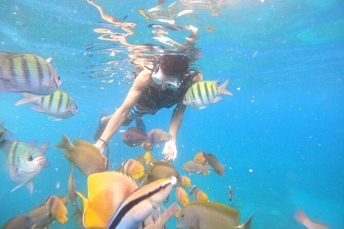 Private Snorkeling in Manta Bay, Gamat Bay & Wall at Nusa Penida - A private start from Kuta to Sanur Harbor