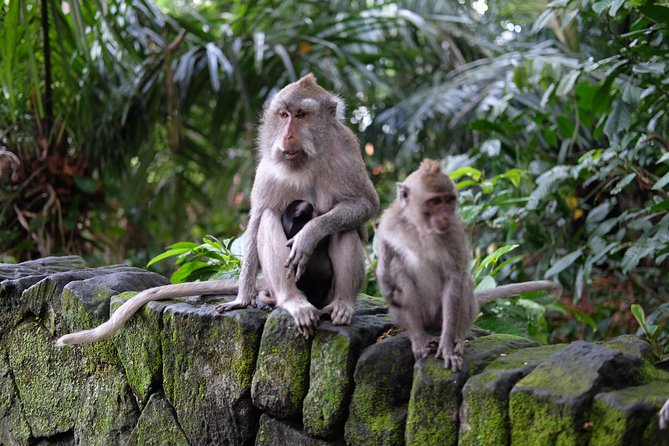 Private Tour: Bali in a Day - Tirta Empul, Bali’s holy spring temple