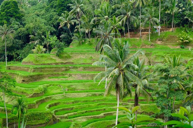 Private Ubud Tour with Hidden Waterfalls - Starting at Tohpati and Celuk
