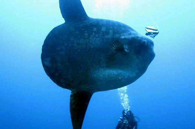 Scuba Diving in Nusa Penida - Manta Point - What happens at Manta Point