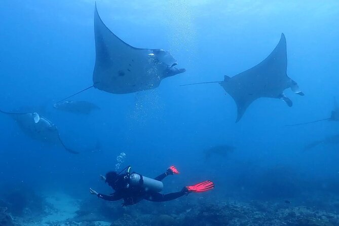 Scuba Diving In Nusa Penida - Key points to know before booking