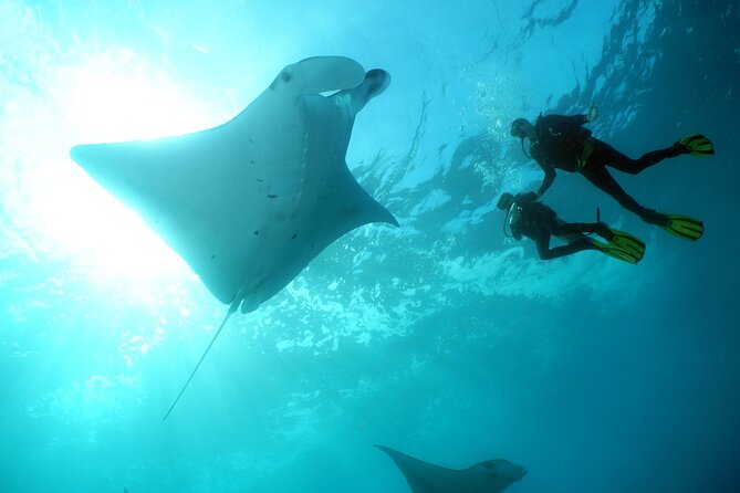 Scuba Diving Nusa Penida Manta Point 3 dives for certified divers - The early start from Kuta and the Sanur crossing