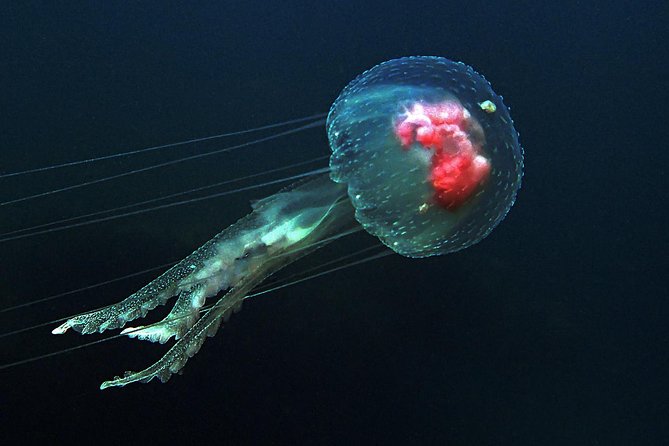 Scuba Diving Nusa Penida Manta Point 3 dives for certified divers - Crystal Bay and the possible mola-mola sighting