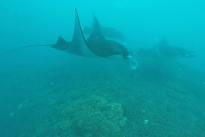Scuba Diving Nusa Penida Manta Point 3 dives for certified divers - Nusa Lembongan and current-assisted reef swimming