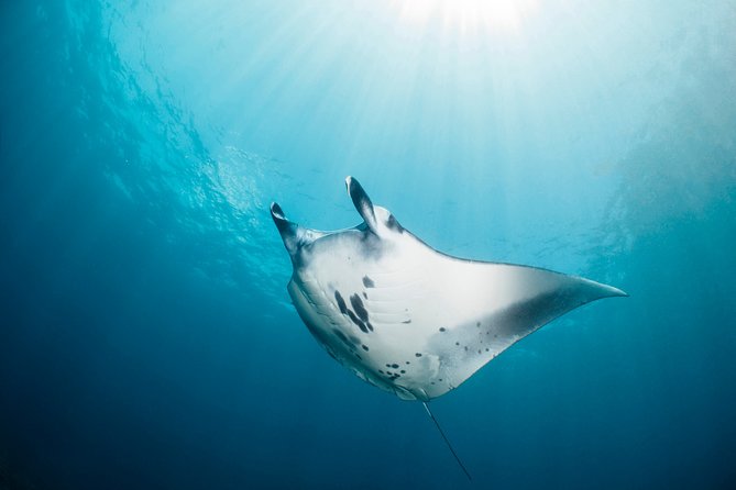 Scuba Diving Nusa Penida Manta Point 3 dives for certified divers - What the small groups really mean
