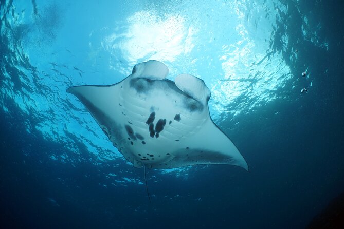 Scuba Diving Nusa Penida Manta Point 3 dives for certified divers - Equipment, certification, and the important wording problem