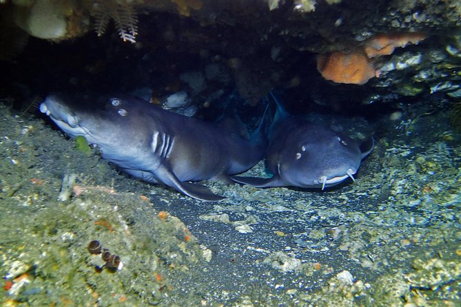Scuba Diving Nusa Penida Manta Point 3 dives for certified divers - Food, comfort, and the pace of the day