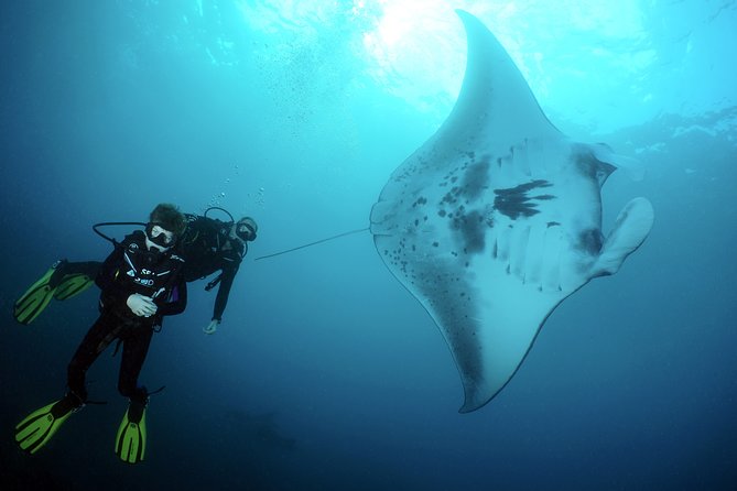 Scuba Diving Nusa Penida Manta Point 3 dives for certified divers - Manta Point: the main reason to book