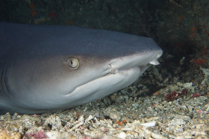 Scuba Diving Padangbai Shark Point 2 dives for certified divers - The key points at a glance