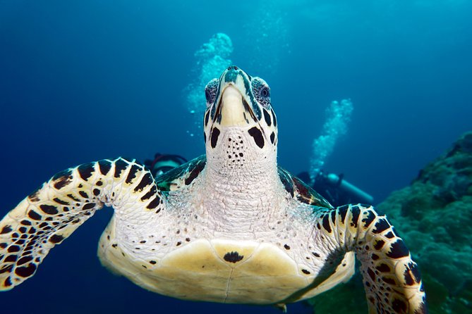Scuba Diving Padangbai Shark Point 2 dives for certified divers - Why Padangbai makes a good Bali scuba day
