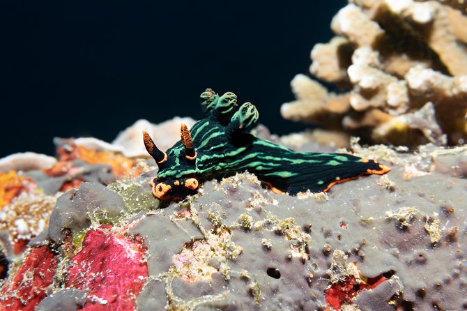 Scuba Diving Padangbai Shark Point 2 dives for certified divers - What the boat day feels like