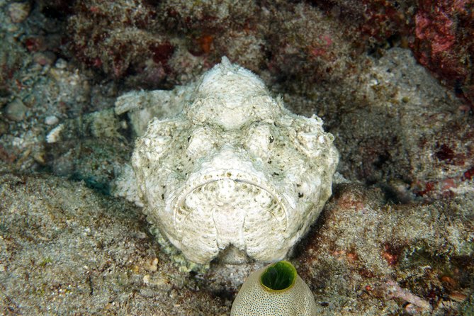 Scuba Diving Padangbai Shark Point 2 dives for certified divers - The small-group setup and safety details