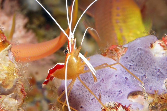 Scuba Diving Padangbai Shark Point 2 dives for certified divers - Price and what the $158 covers