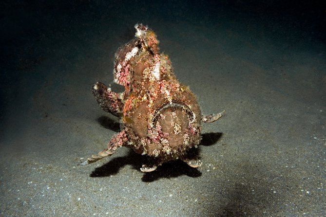 Scuba Diving Padangbai Shark Point 2 dives for certified divers - Who will enjoy this trip most