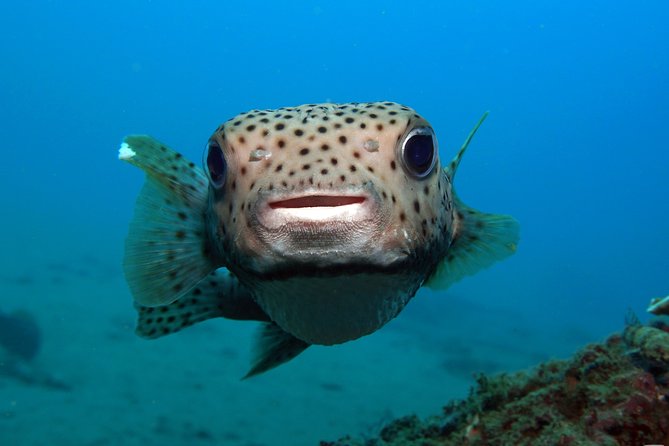 Scuba Diving Padangbai Shark Point 2 dives for certified divers - Blue Lagoon: a slower search for small creatures