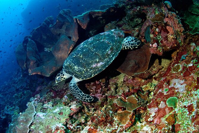 Snorkeling Adventure with East Nusa Penida Tour All Inclusive - A long island day that starts at Sanur Beach