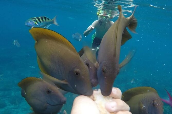 Snorkeling Adventure with East Nusa Penida Tour All Inclusive - Crystal Bay for clear water and coral