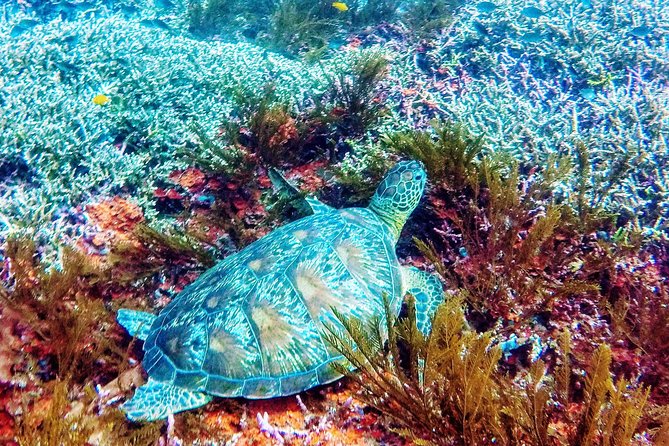 Snorkeling Package at Padang Bai Blue Lagoon - The jukung ride is part of the attraction