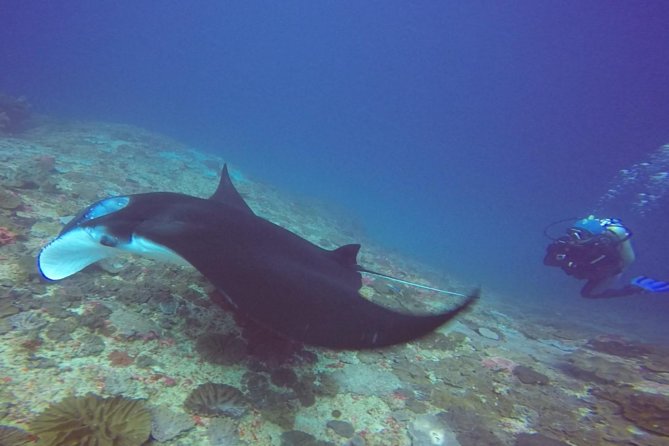 Snorkelling in Nusa Penida - Manta Point - Manta Point: the big wildlife possibility
